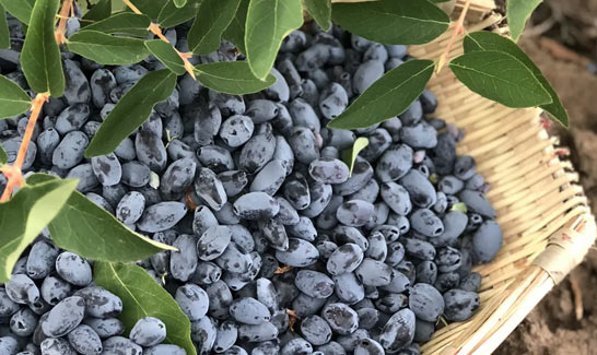 “寒地浆果蓝靛果产量逐年增长，欲开拓海外市场”
